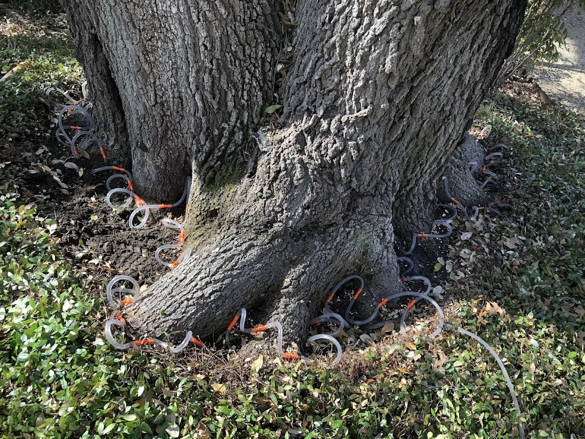 Detailed Tree Cabling and Bracing job site in Durant